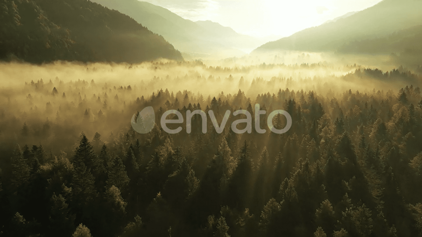 Misty autumn forest