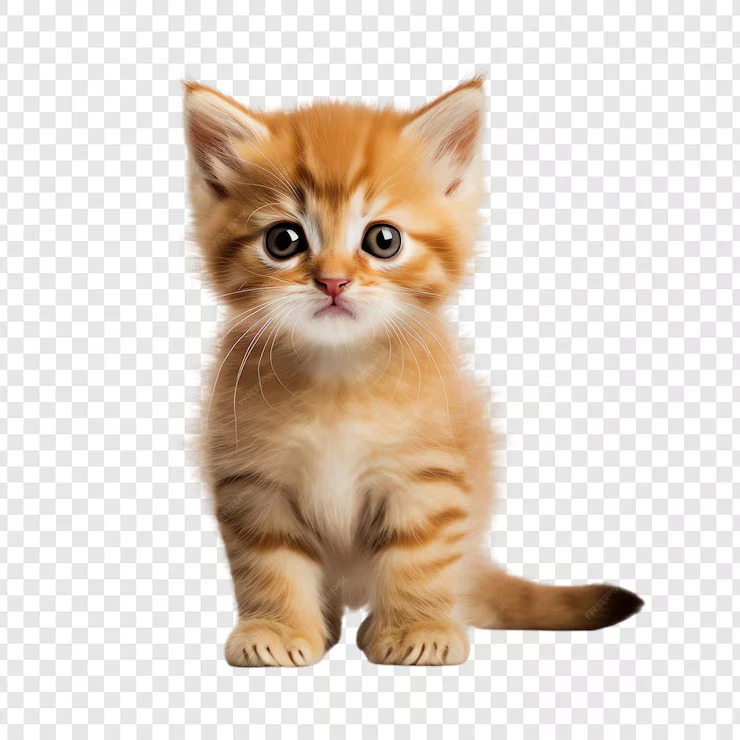 A kitten with a pink nose sits on a white background